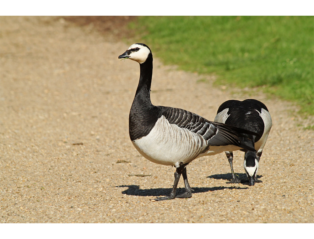 Weißwangen- oder Nonnengans - Branta leucopsis