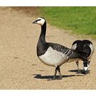 Weißwangen- oder Nonnengans - Branta leucopsis