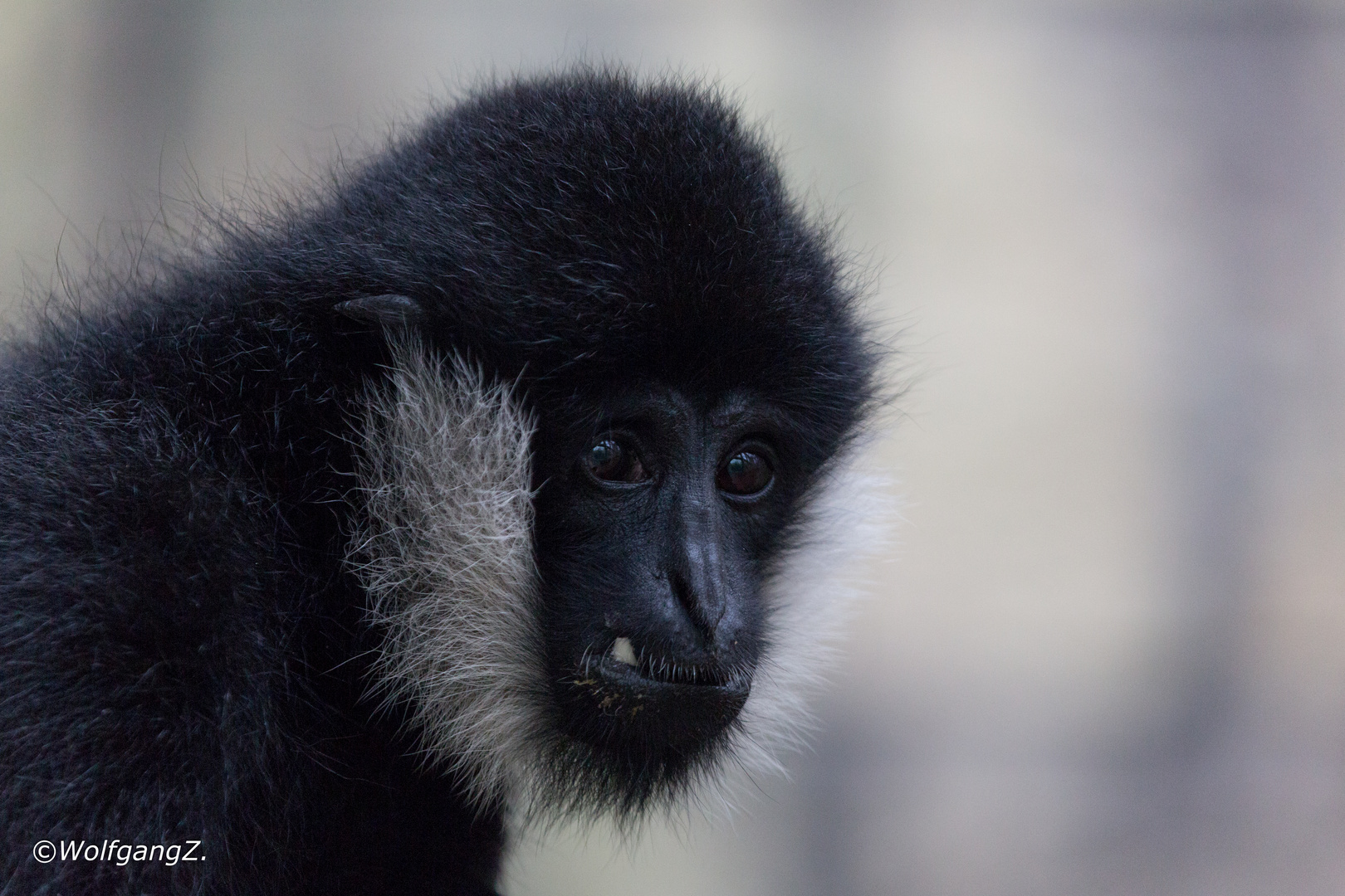 Weisswangen-Schopfgibbon