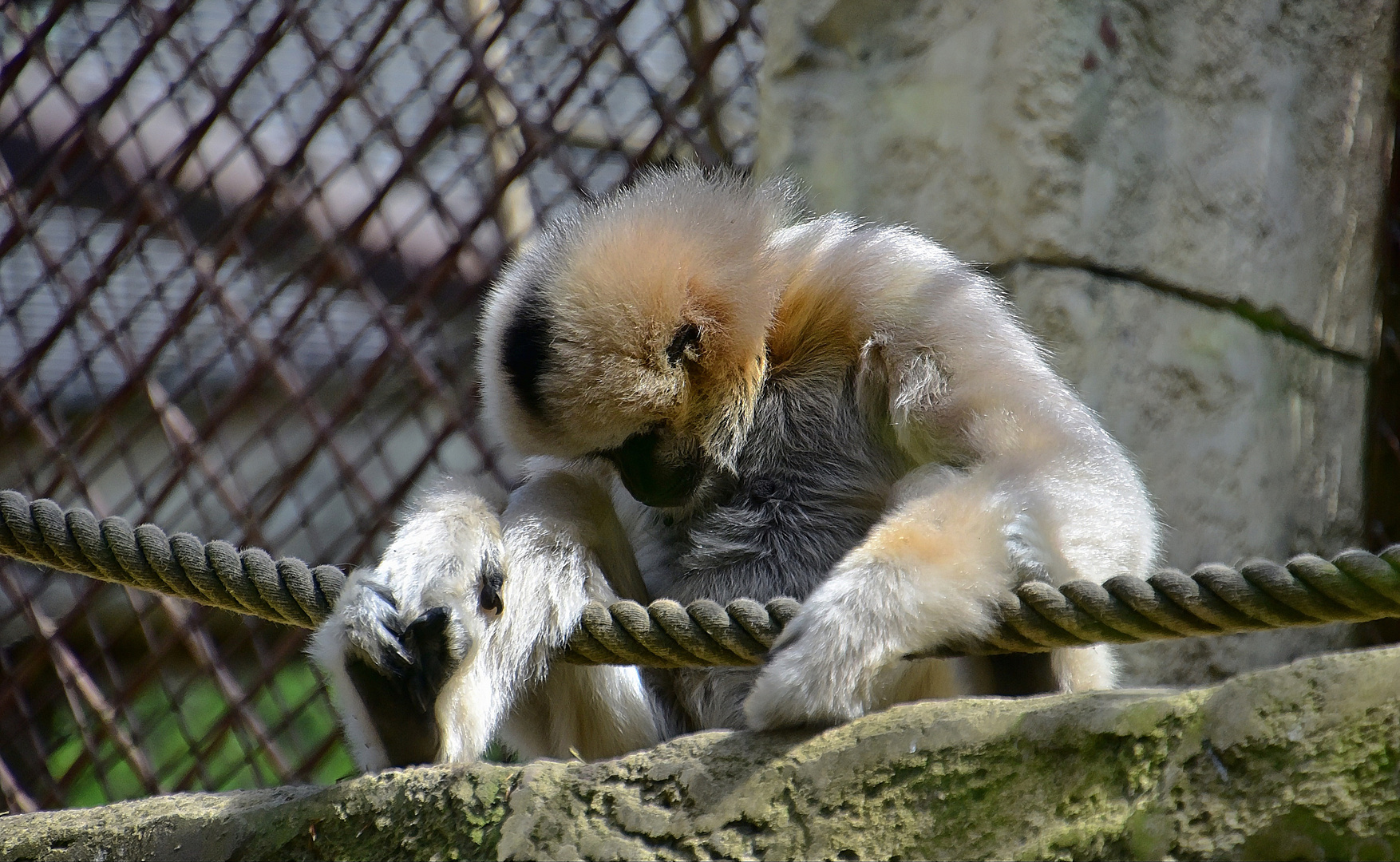  Weißwangen-Schopfgibbon (Nomascus siki) 