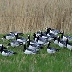 Weißwangengänse an Ostfrieslands Küste