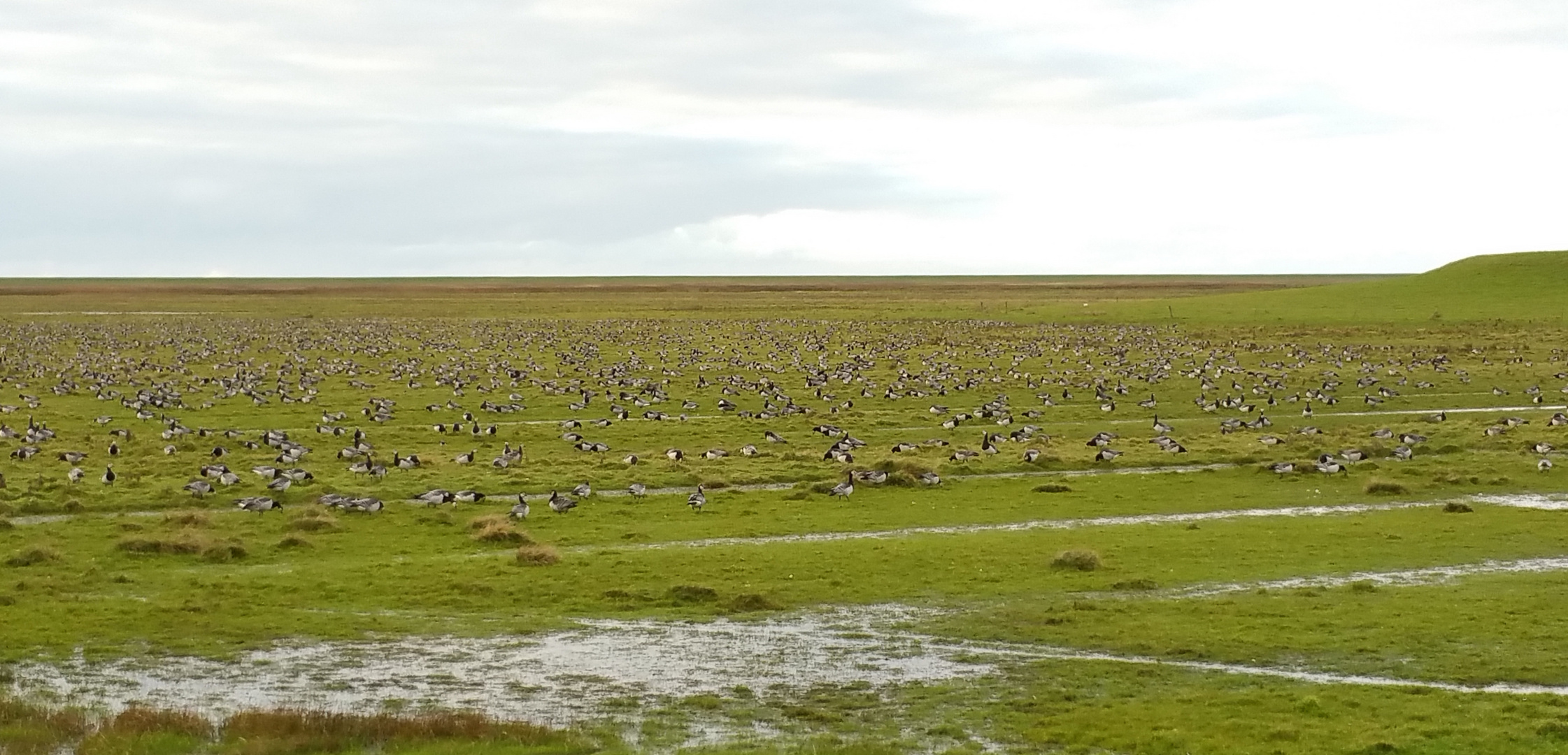 Weißwangengänse (Branta leucopsis)... 