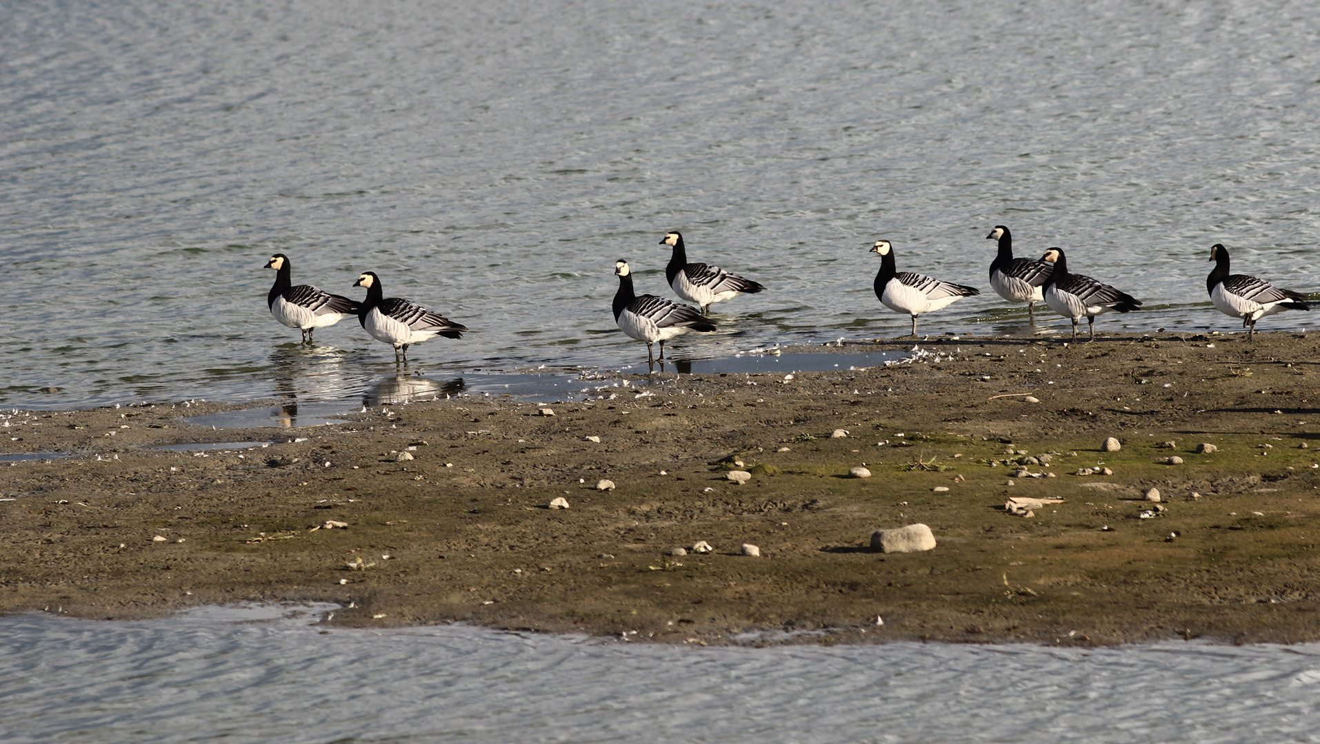 Weißwangengänse (Branta leucopsis)...