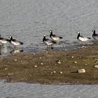 Weißwangengänse (Branta leucopsis)...