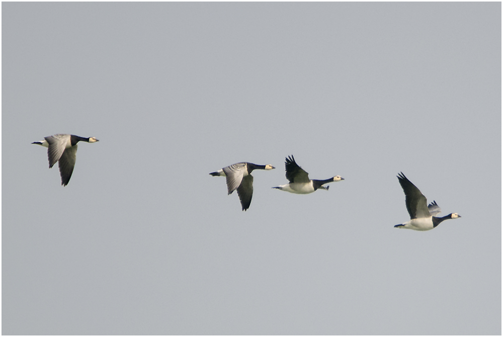 Weisswangengänse (Branta leucopsis) . . .