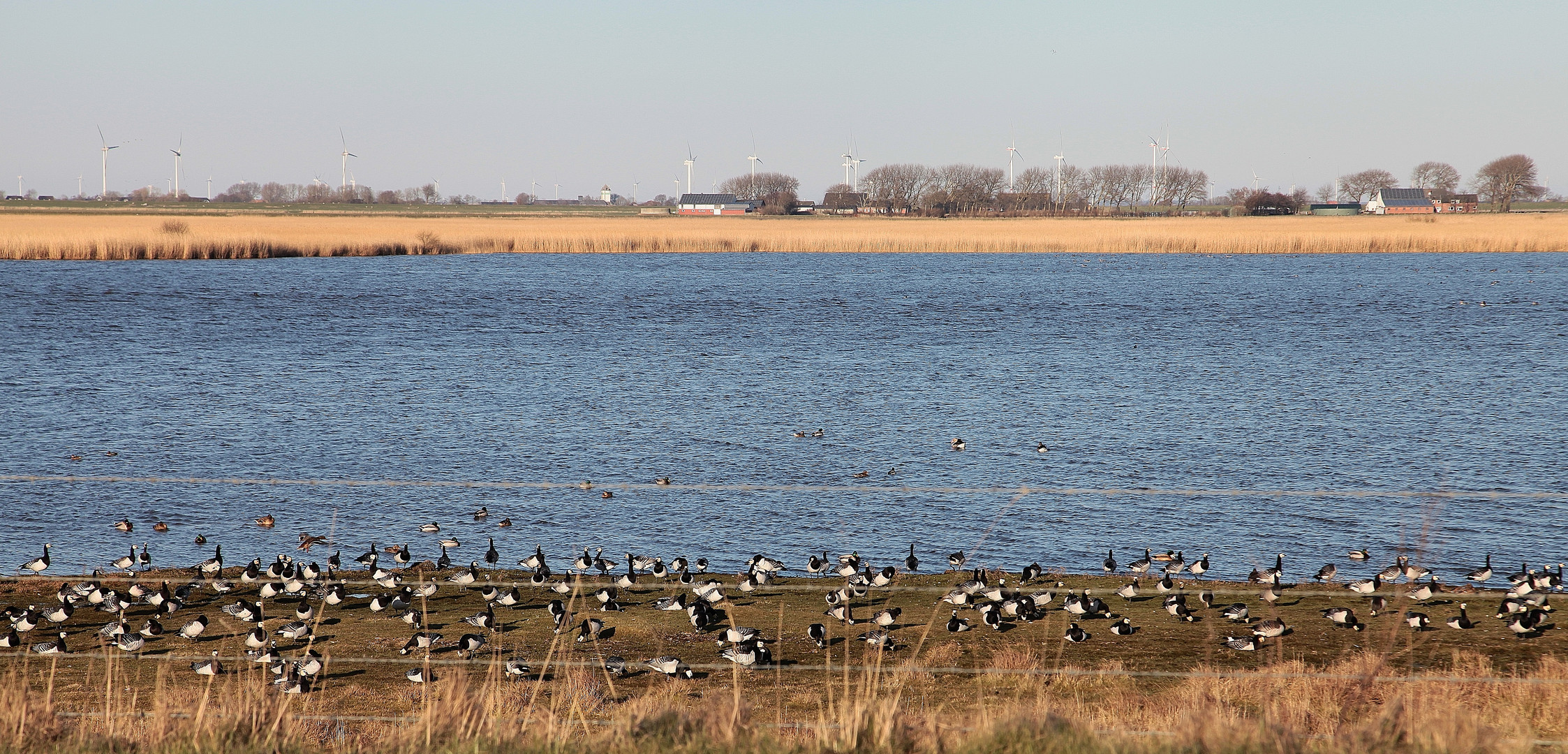 Weißwangengänse (Branta leucopsis)...