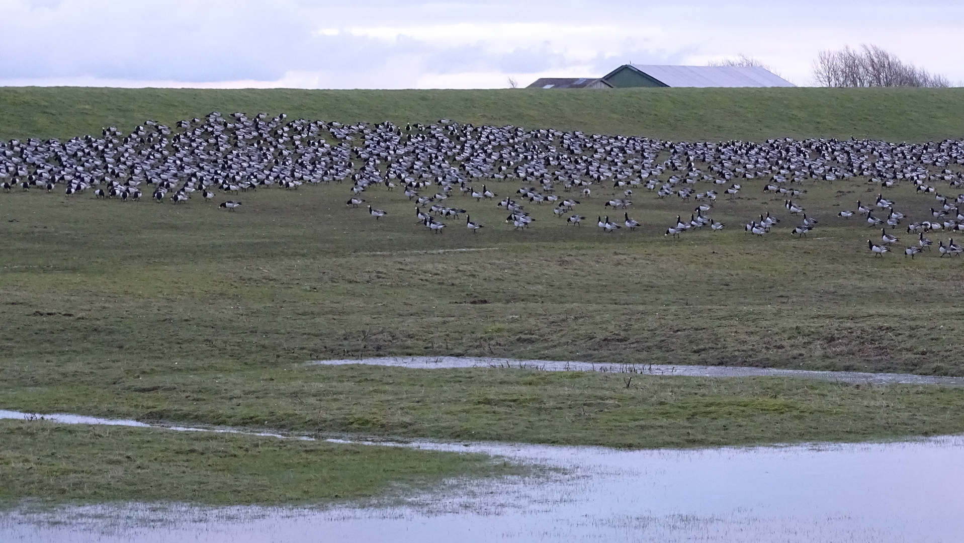 Weißwangengänse (Branta leucopsis)...