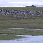 Weißwangengänse (Branta leucopsis)...