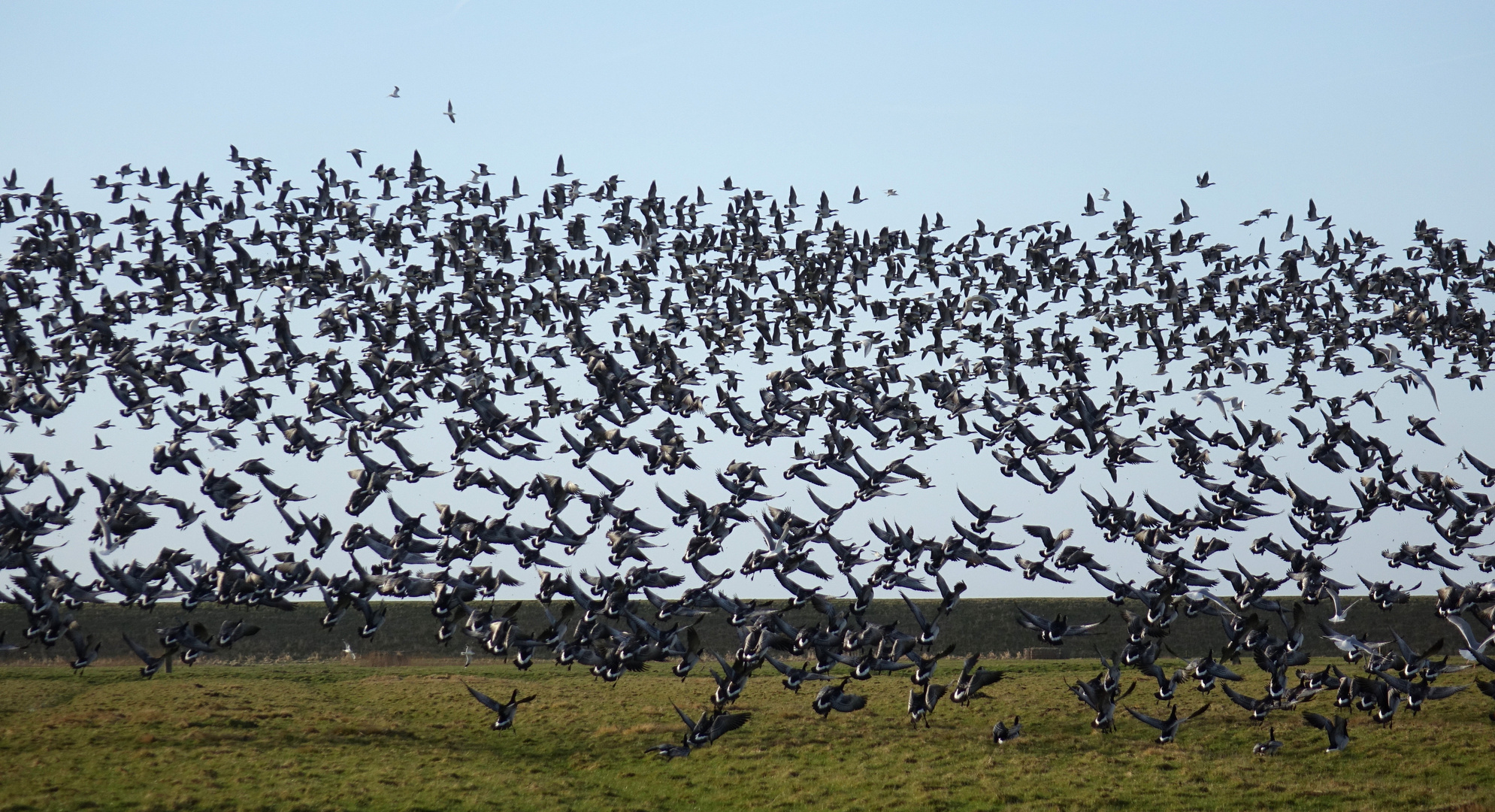 Weißwangengänse  (Branta leucopsis)