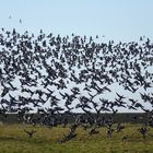 Weißwangengänse  (Branta leucopsis)