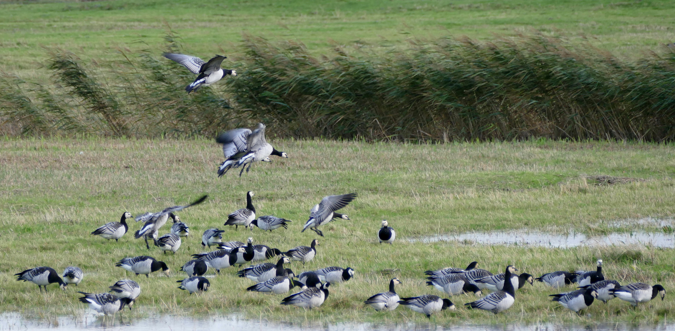 Weißwangengänse (Branta leucopsis)...