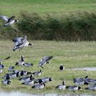 Weißwangengänse (Branta leucopsis)...