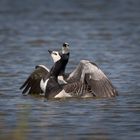 Weißwangengänse (Branta leucopsis)