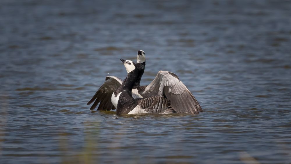 Weißwangengänse (Branta leucopsis)