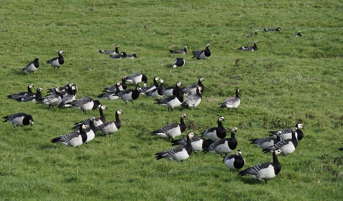 ~  Weißwangengänse  ~