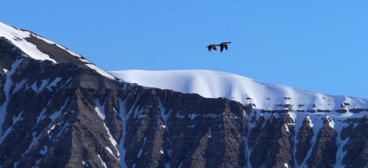 Weißwangengänse; Ekmanfjord, Spitzbergen