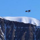 Weißwangengänse; Ekmanfjord, Spitzbergen