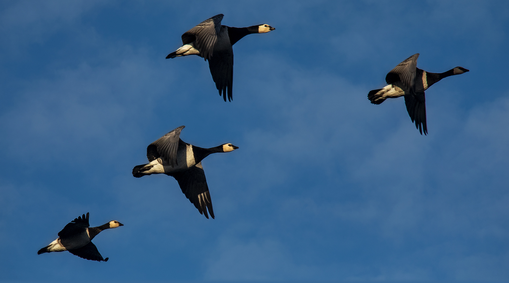 Weißwangengänse im Flug 001 