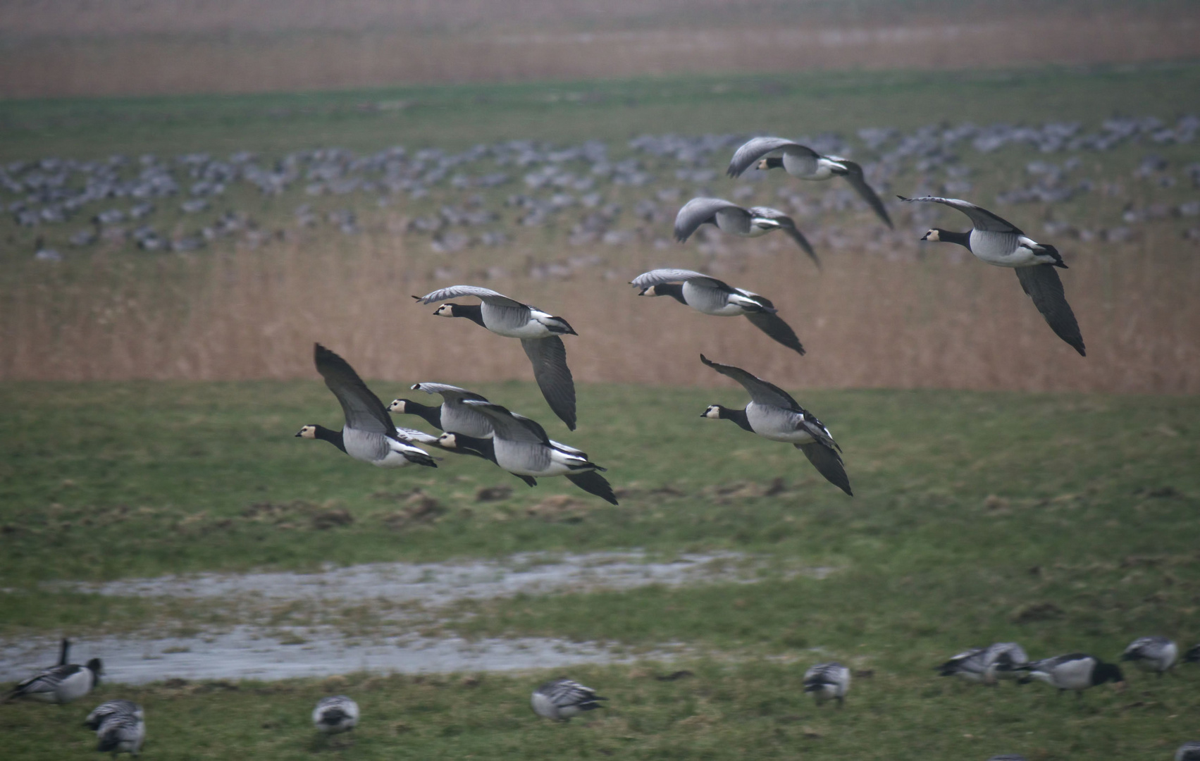 Weißwangengänse im Flug