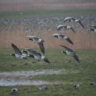 Weißwangengänse im Flug