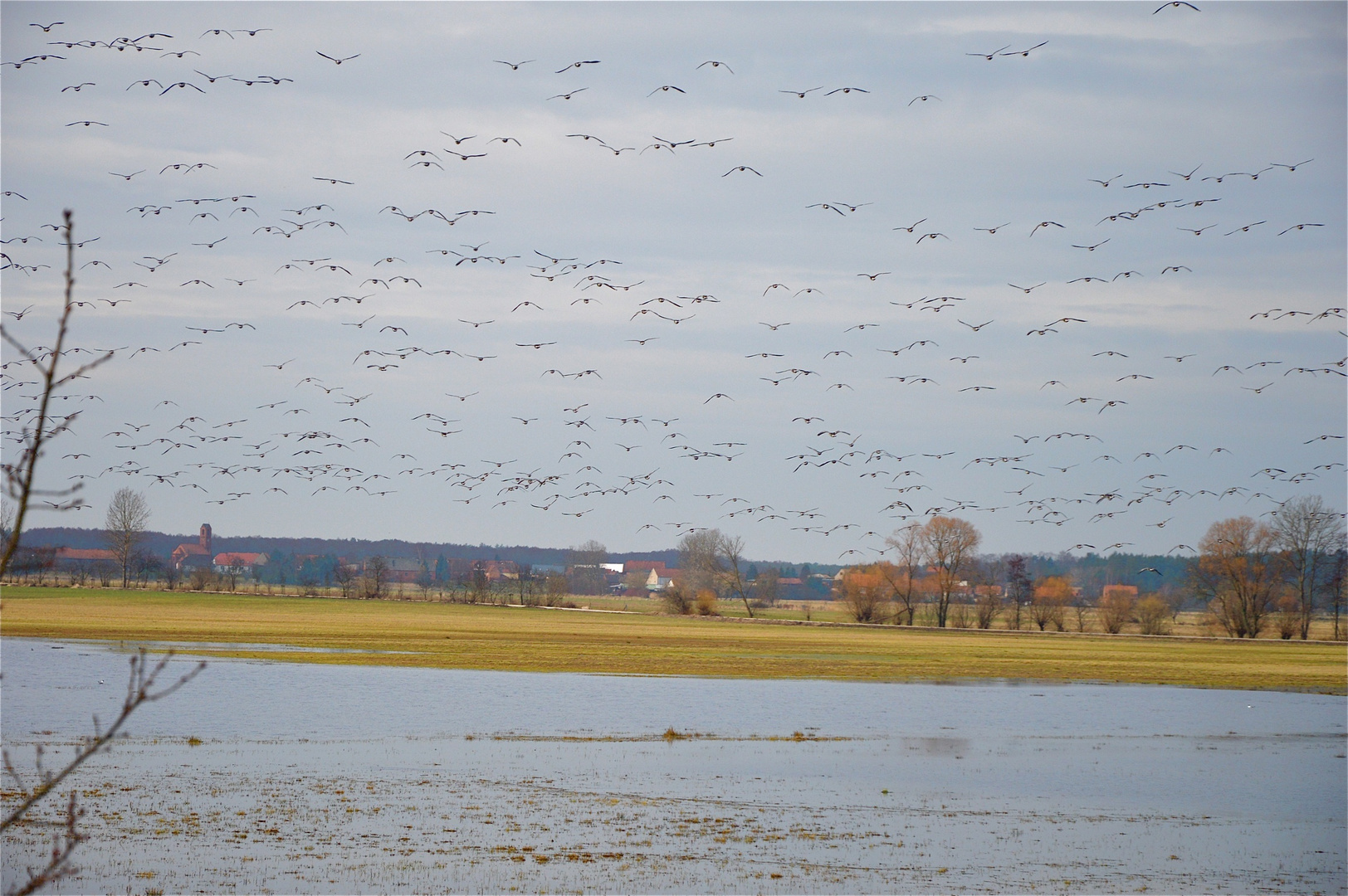 Weißwangengänse im Havelland