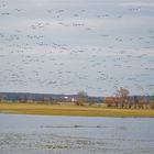 Weißwangengänse im Havelland