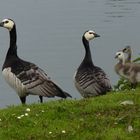 Weißwangengänse mit Nachwuchs