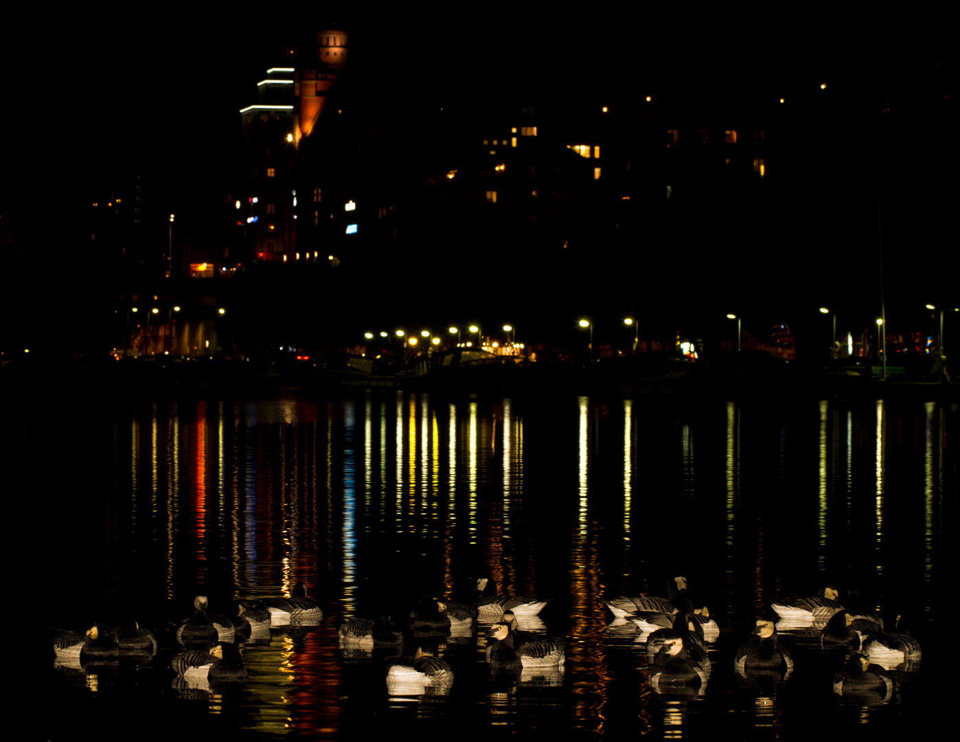 Weisswangengänze by night