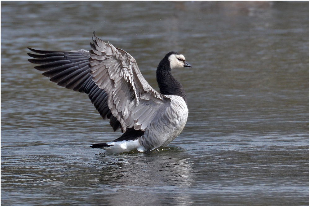 Weißwangengans - Branta leucopis