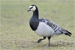 Weisswangengans (Branta leucopsis)