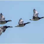 weißwangengans (branta leucopsis) ....