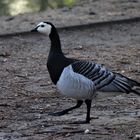 Weißwangengans (Branta leucopsis)