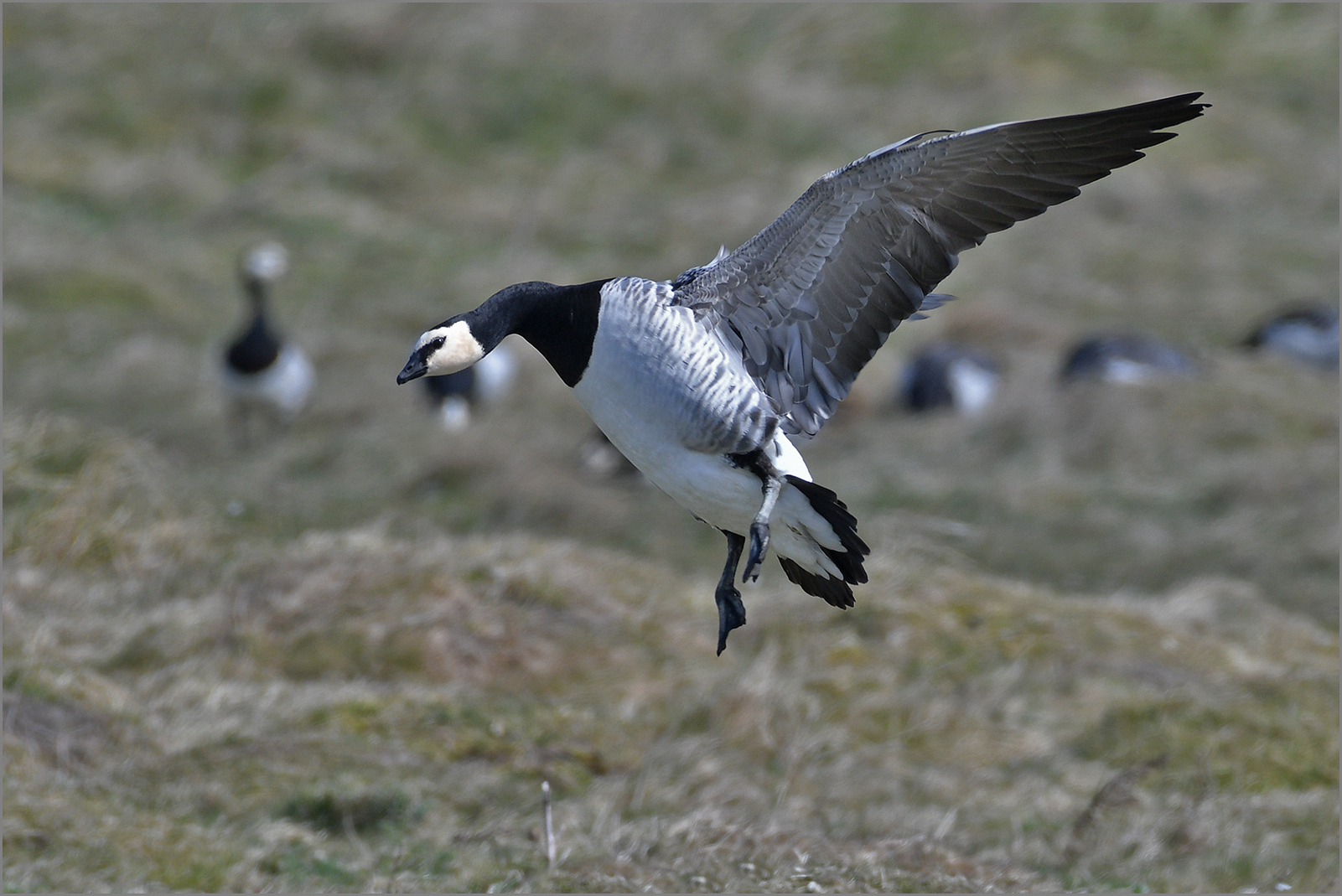 Weißwangengans  -  Branta leucopsis