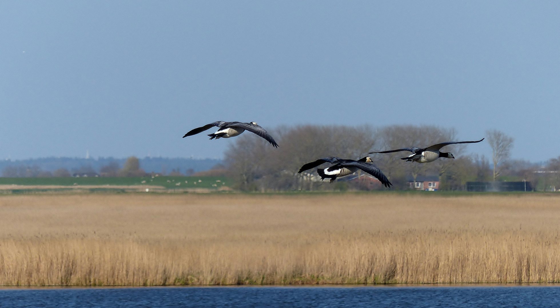 Weißwangengans (Branta leucopsis)...