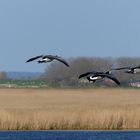 Weißwangengans (Branta leucopsis)...