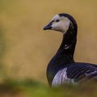 Weißwangengans (Branta leucopsis)