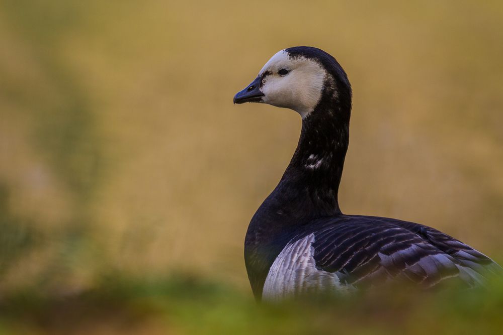 Weißwangengans (Branta leucopsis)