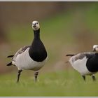 Weisswangengans (Branta leucopsis)