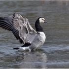 Weisswangengans - Branta leucopsis