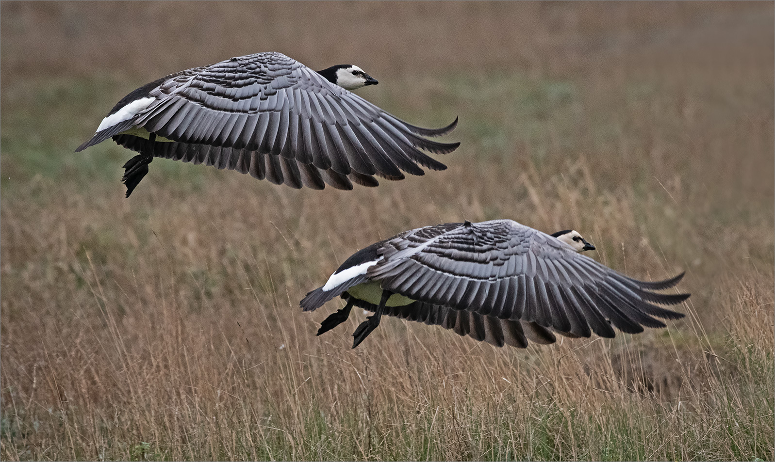 Weißwangengans  -  Branta leucopsis