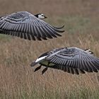 Weißwangengans  -  Branta leucopsis