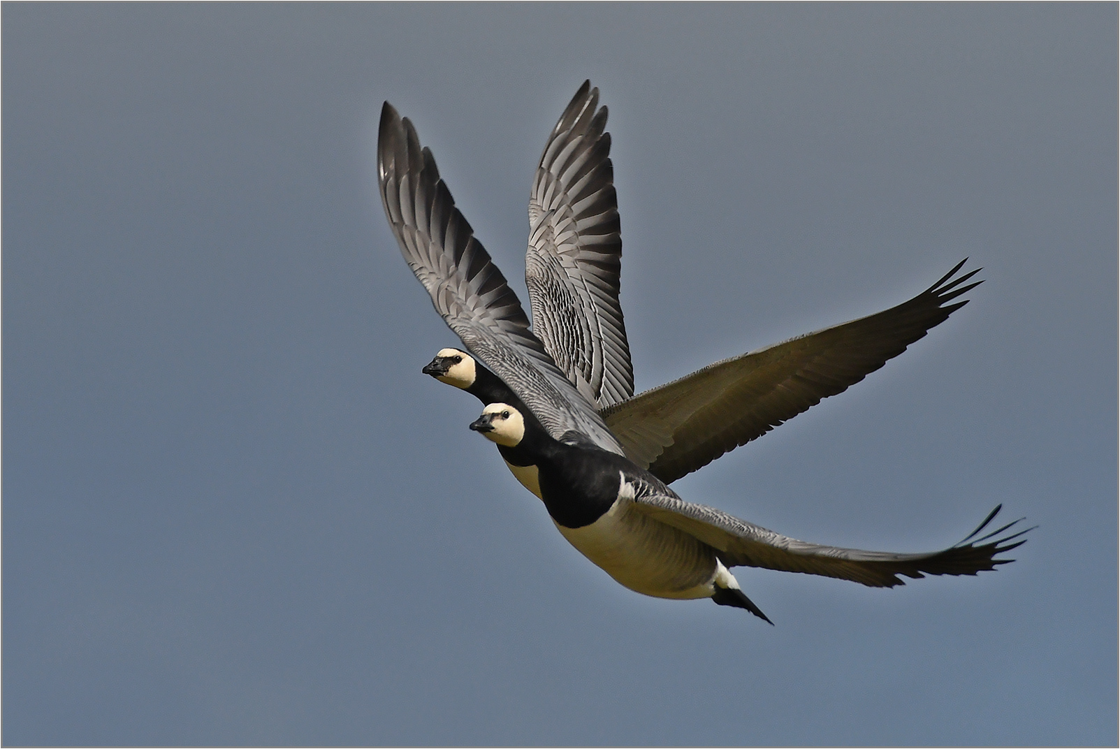 Weißwangengans   -   Branta leucopsis