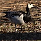 Weißwangengans (Branta leucopsis)