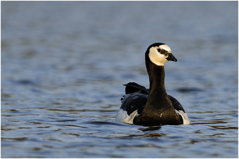 Weisswangengans (Branta leucopsis) I