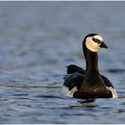 Weisswangengans (Branta leucopsis) I