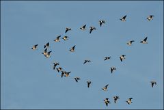 Weißwangengans (Branta leucopsis) syn. Nonnengans