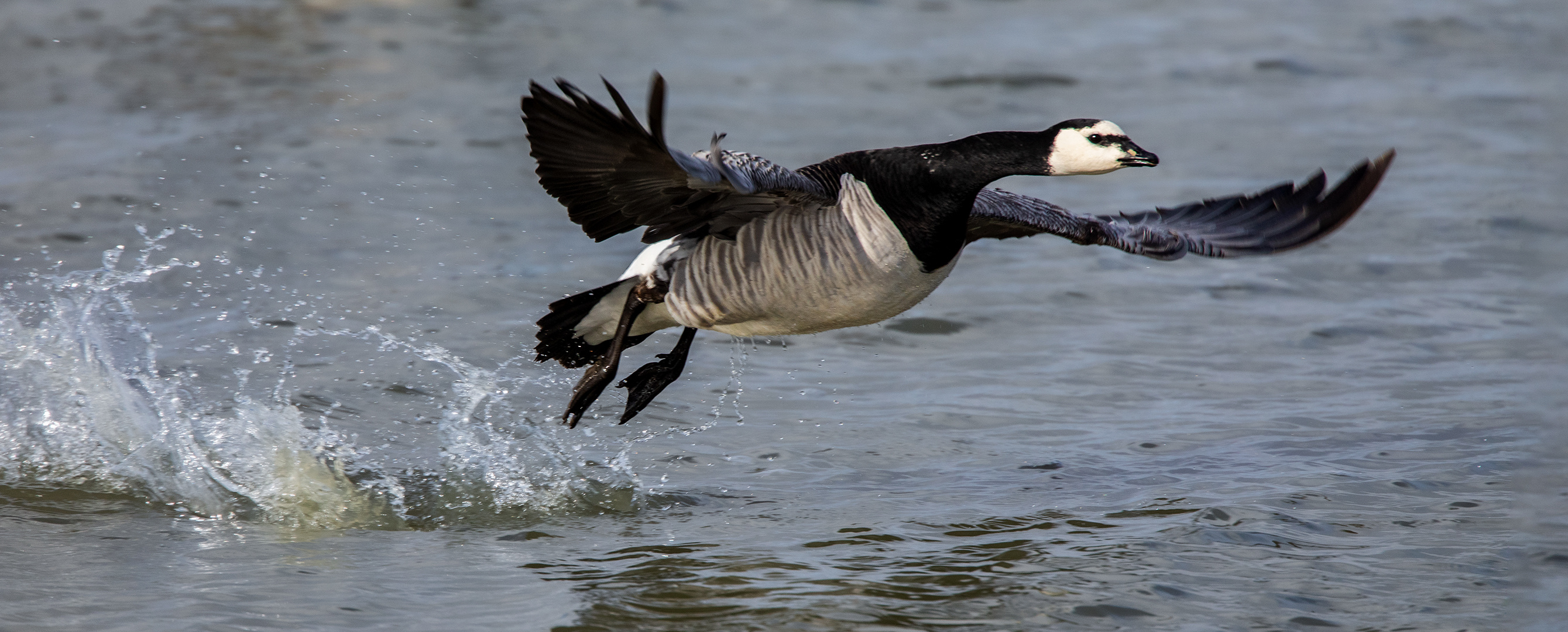 Weißwangengans im Flug 001