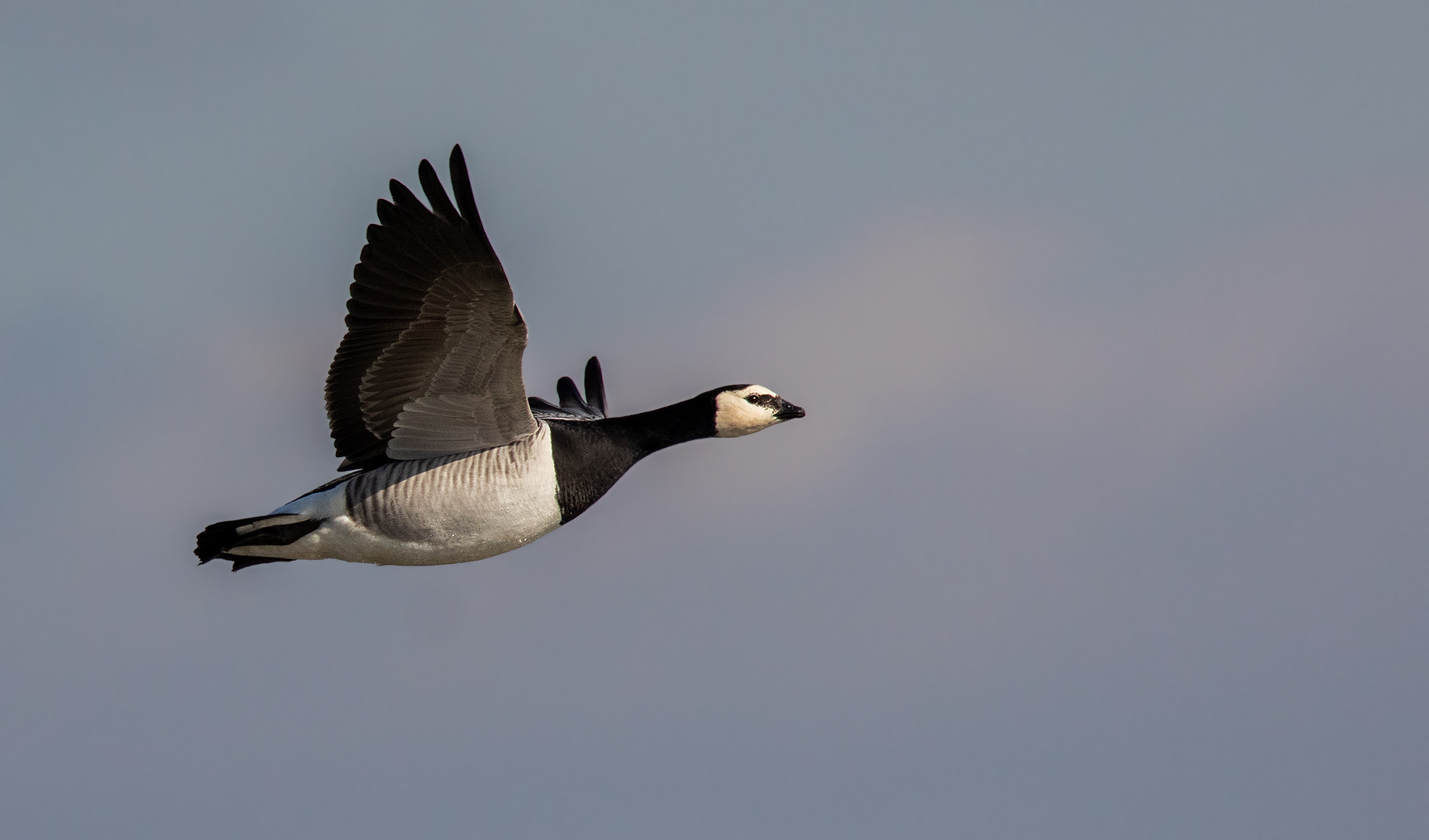 Weißwangengans im Flug 