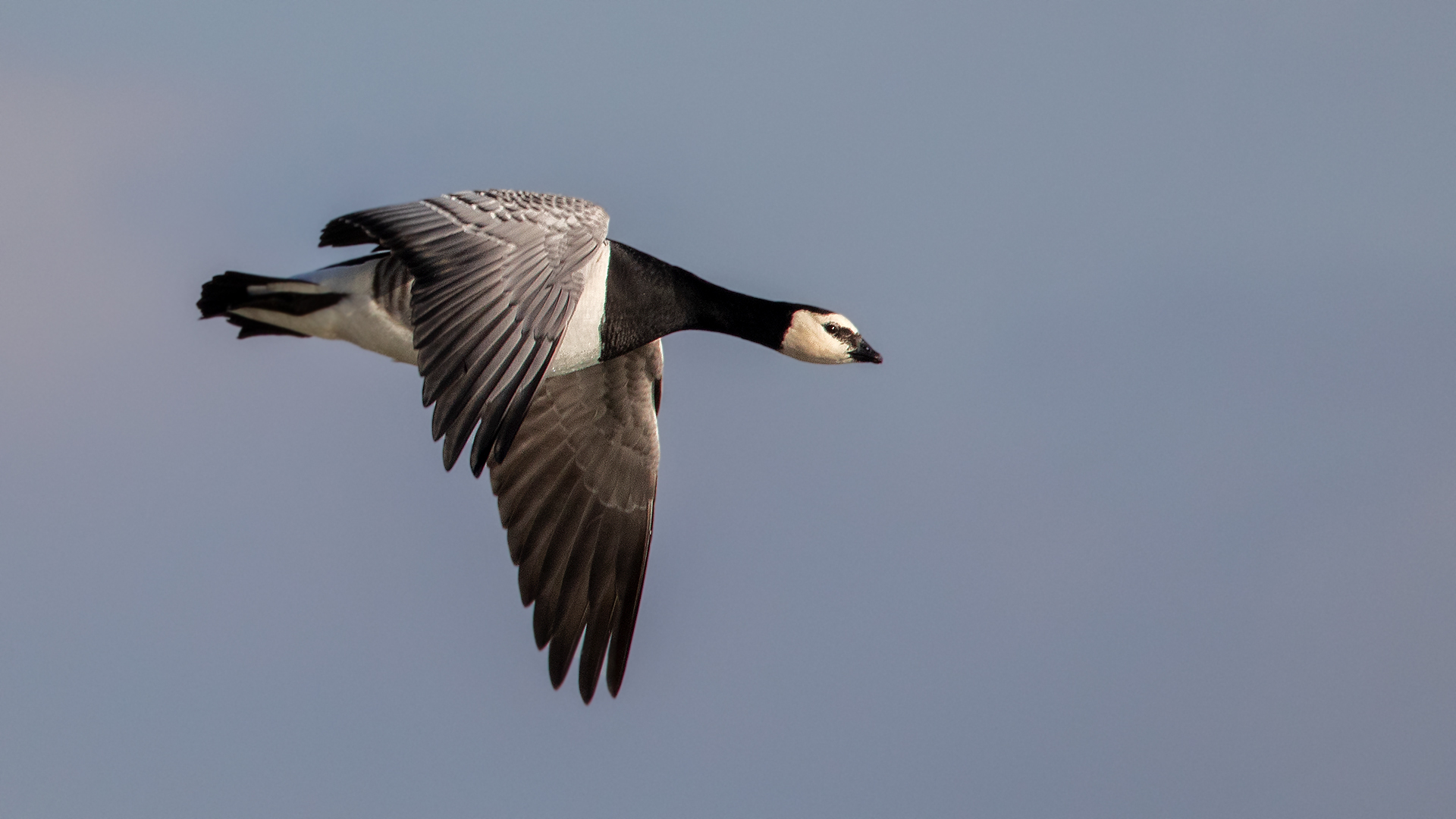 Weißwangengans im Flug