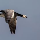 Weißwangengans im Flug